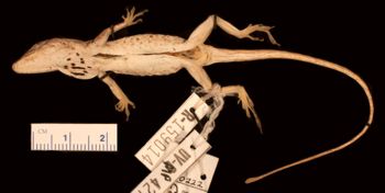 Media type: image;   Herpetology R-159014